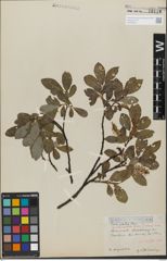 Foto von Salix glabra Scop.